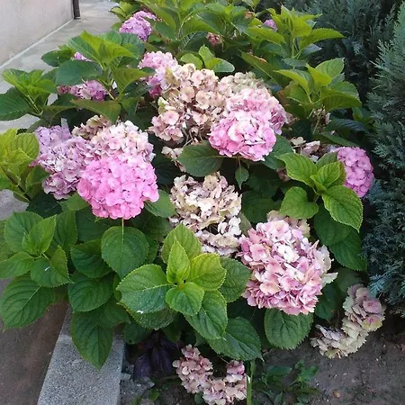 Anele,kiten * Kiten (Burgas)